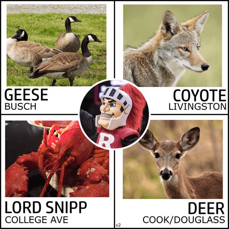 Rutgers University Campus Mascots (Updated) : r/rutgers