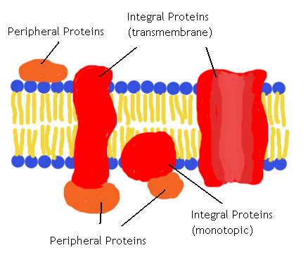 Difference Between Integral and Peripheral Proteins | Definition ...