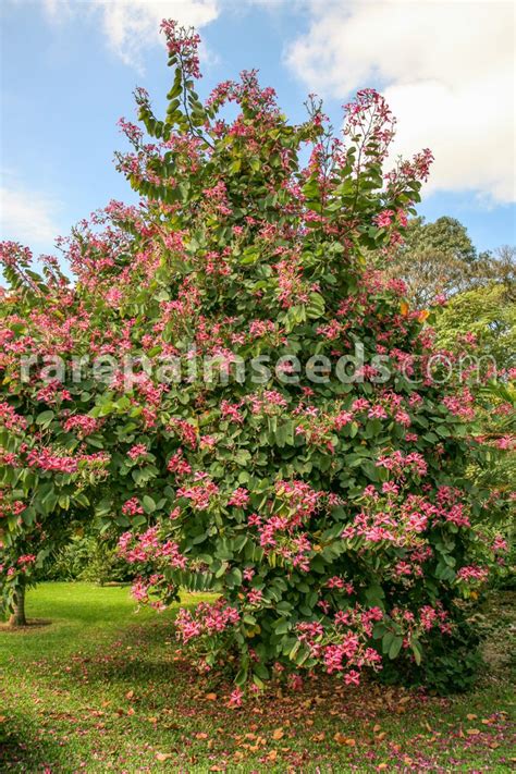 Bauhinia purpurea – Purple Orchid Tree – Buy seeds at rarepalmseeds.com