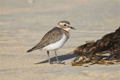 Pete's Flap Birding Aus: Yambuk shorebirds