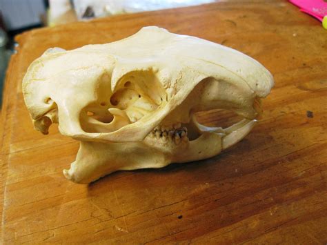 Capital Naturalist by Alonso Abugattas: Groundhog Skull