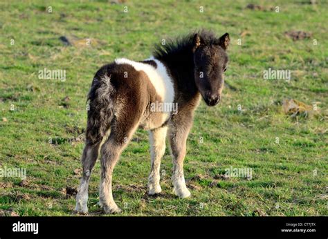 Brown and white shetland pony foal Stock Photo, Royalty Free Image ...