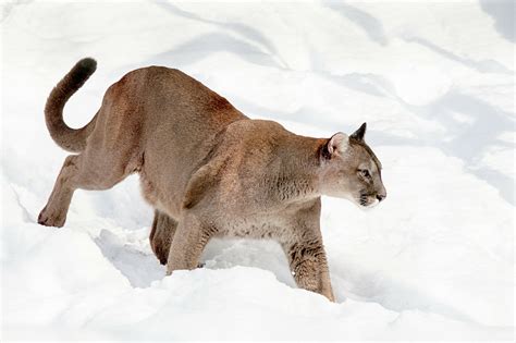 The Sound of A Mountain Lion Screaming is Terrifying