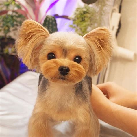 59 Best Yorkie Haircuts for Males and Females