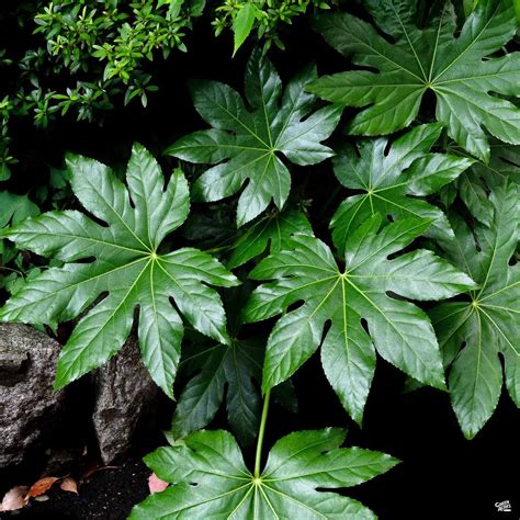 Japanese Aralia — Green Acres Nursery & Supply