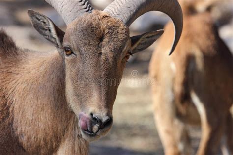 Aoudad Ram Sheep Has Large Thick Curved Horns. Stock Photo - Image of arui, horn: 72857916