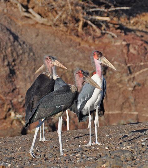 Pictures and information on Marabou Stork