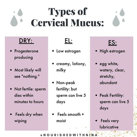 Stages Of Cervical Mucus
