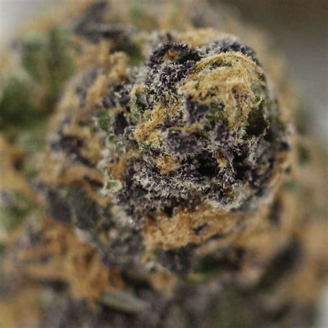 God's Gift Strain Review - Stoner Things