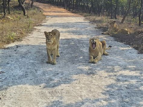 Rajgir Wildlife Safari, Rajgir - Timings, Safari Cost, Best Time to Visit