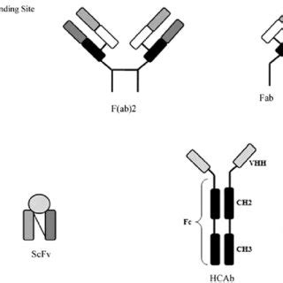 Mechanism of action of anti-EGFR mAbs in cancer cells. The anti-EGFR... | Download Scientific ...