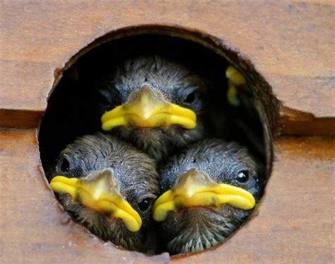 22 Pictures of Super Cute Baby Birds You Need to See - Birds and Blooms