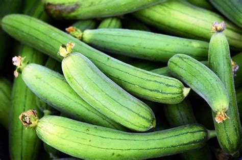 Sponge Gourd Seeds - Chikni Torai Seeds (5GM) - India Gardening Store