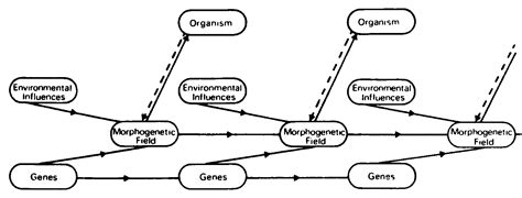 morphic