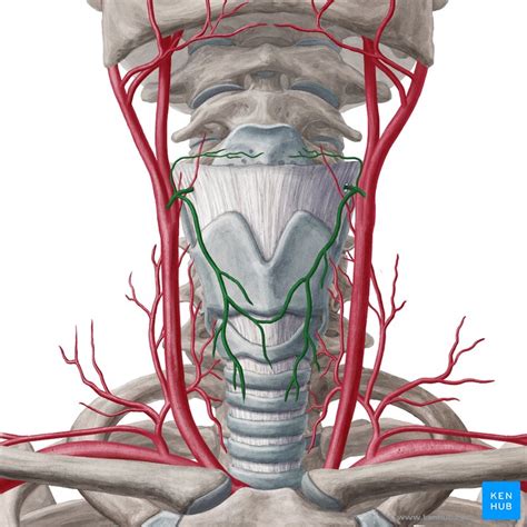 Thymus: Histology, features, cell types and anatomy | Kenhub