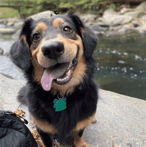 Can A Australian Shepherd And A Dachshund Be Friends