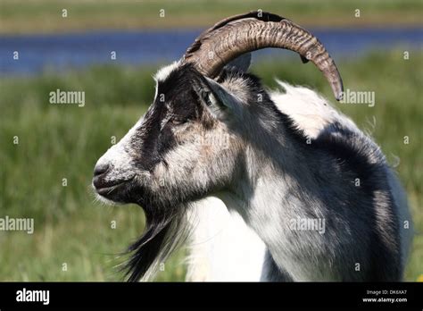 Group of Dutch Landrace goats in a nature reserve Stock Photo - Alamy