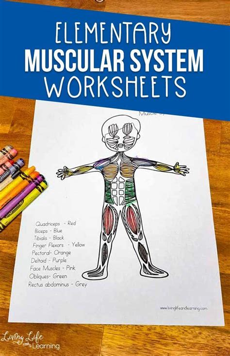 Muscular System Worksheet For Kids