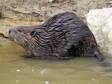 File:Castor canadensis.jpg - Wikipedia