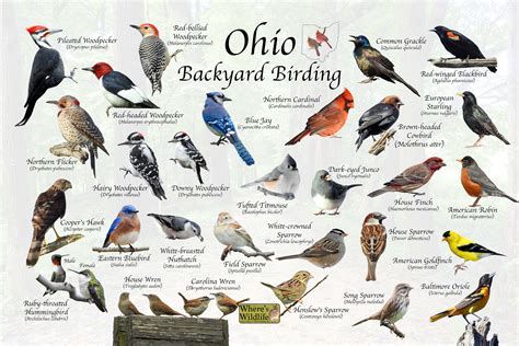 Birds of Ohio Backyard Birding Identification Picture Print/ Great ...