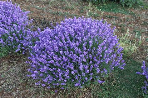 Norfolk Lavender | Field of Norfolk Lavender at Heacham | Dave Catchpole | Flickr