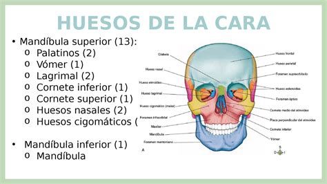 Resumen huesos de la cara | Diapositivas de Anatomía | Docsity