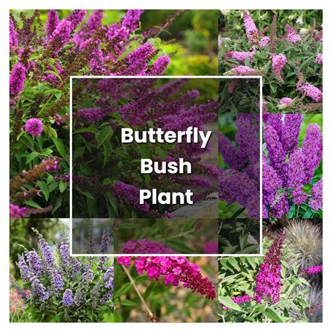 How to Grow Butterfly Bush Plant - Plant Care & Tips | NorwichGardener