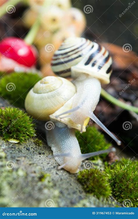 Helix Pomatia Edible Snails in Forest Stock Image - Image of french, house: 31967453