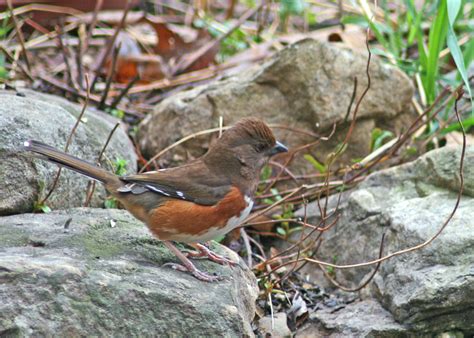 Eastern (Rufous Sided) Towhee (Female) | This bird's song sa… | Flickr