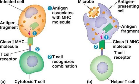 Major histocompatibility complex (MHC) Class 1- displays reproduced ...