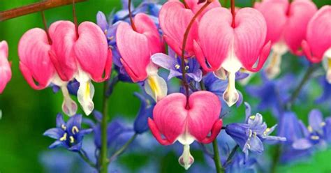 Bleeding Heart Flower Meaning and Symbolism - WhenYouGarden.com