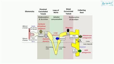 hydrochlorothiazide - YouTube