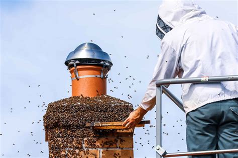 The 10 Best Bee Removal Services Near Me (with Free Quotes)