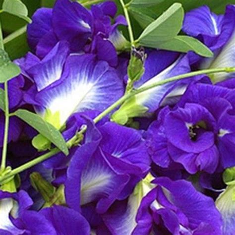 Bulaklak na Blue Butterfly Pea, hindi raw ligtas na sangkap sa pagkain o inumin