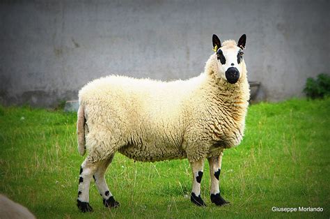 Kerry Hill sheep | Giuseppe Morlando | Flickr