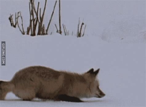 Fox Cute GIF - Fox Cute Adorable - Discover & Share GIFs