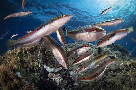 Group of damsel fishes feeding - Stock Image - C055/0680 - Science ...