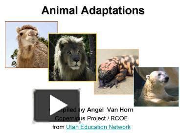 Animal Adaptations | Animal adaptations, Adaptations, Animal life cycles