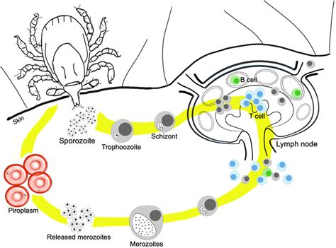 The life cycle of Theileria and early steps of disease pathogenesis in... | Download Scientific ...