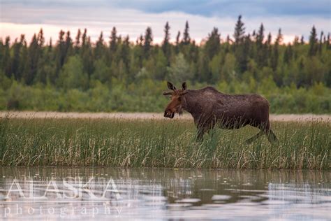 Moose of Alaska - Alaska.Guide