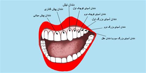 تعداد دندان های انسان - دکتر جمیلیان