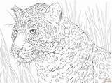 Jaguar Coloring Drawing Cheetah Pages Cartoon Baby Easy Kids Animal  sketch template