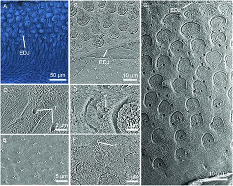 Enamel tubules in the tooth cross-section of Lambdopsalis bulla. (A-B ...