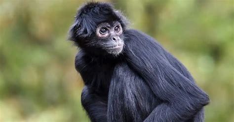 Spider Monkey Facts - AnimalBehaviorCorner