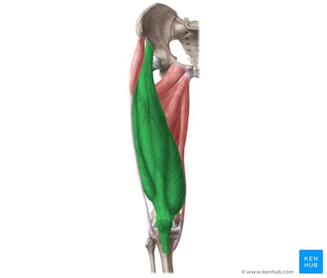 Quadriceps Femoris Muscle - Anatomy & Function | Kenhub