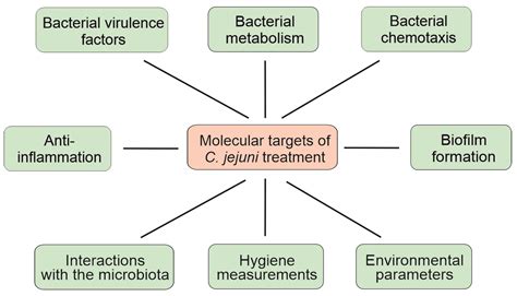 Biomolecules | Free Full-Text | Molecular Targets in Campylobacter Infections