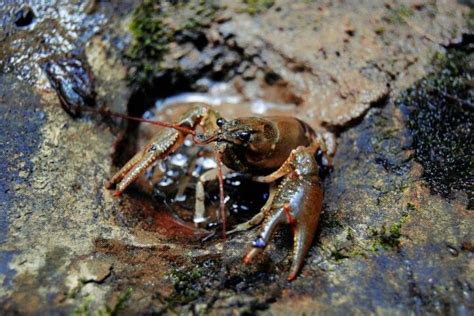 Crawdad hole Crawdad, Critter, Animals, Animales, Animaux, Animal, Animais