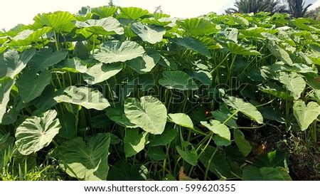 Yam Plant Stock Images, Royalty-Free Images & Vectors | Shutterstock