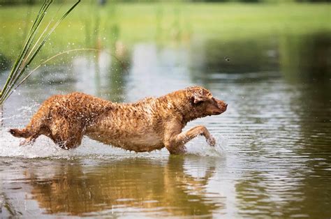 Chesapeake Bay Retriever Colors – What Shades Do They Come In?