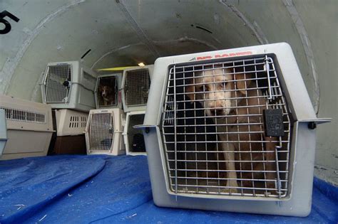 'No Way in Hell': Viral Video Showing Where Pets Are Stored on Flights ...